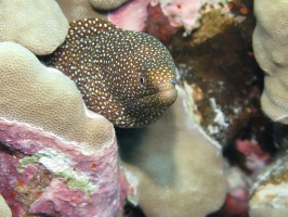 91 Whitemouth Moray IMG 2449